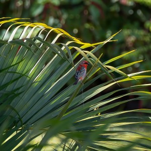 Avifauna